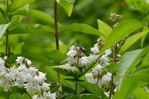 beetle insect shrub beetle leaves plant nature flowers flower spring
