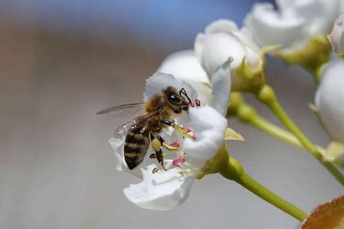obrero artrópodos invertebrados obreros abeja flor pétalo insecto flor jardín de primavera kb