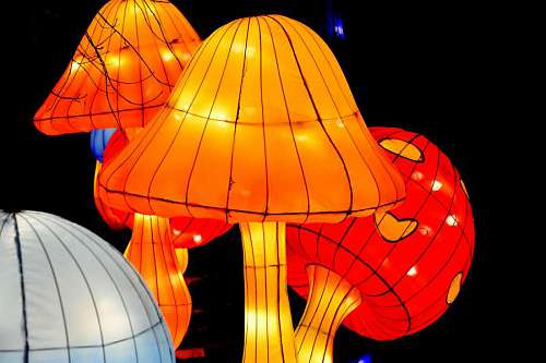 mushroom lantern illumination lamp luminescence mushrooms night electricity