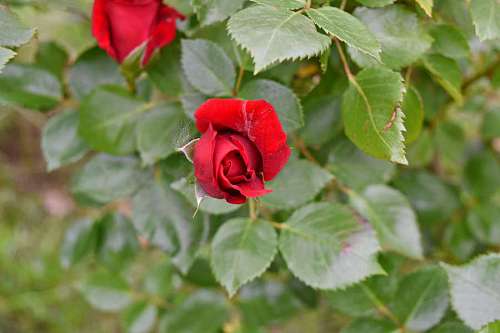 leaf bud vegetation plant nature petal flora rose flower kb
