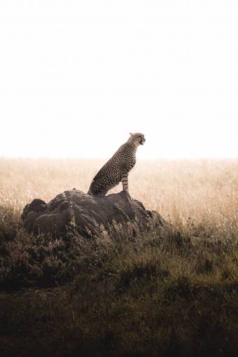 selva leopardo
