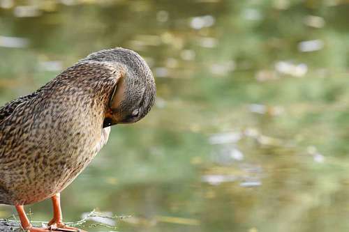 mallard habitat duck autumn season national natural park feather wildlife bird wild nature