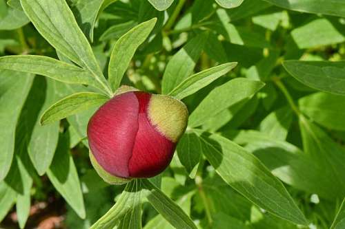flowering-streets peony bud flower garden leaf nature fruit tree bright summer flora flowering benefits kb health