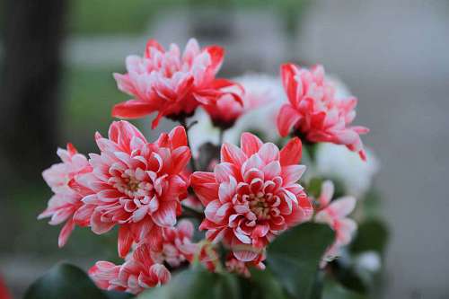 arbusto rosado elegancia ramo hojas flores arbusto pétalo planta naturaleza flor