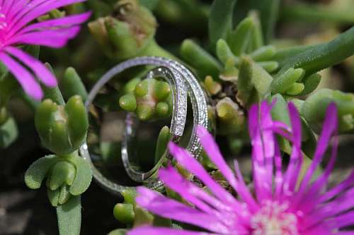 platinum platinum rings ring flower cactus leaf nature flora garden 