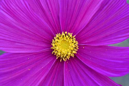 yellowish-gray-plumage-on-the-upper-part-and-white-on-the-bottom-with-a-dark-side-of-the-neck-every-stain pollen petals macro horticulture succulent yellowish plant nature flower