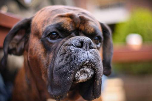 Portrait of a boxer dog