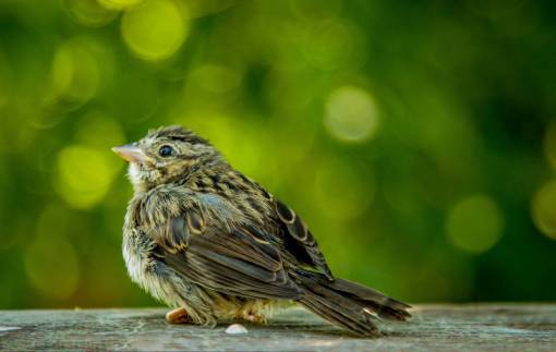 Portrait of a sparrow