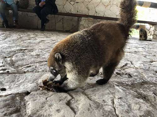 monk raccoon monkey wildlife wild animal fur outdoors portrait nature kb