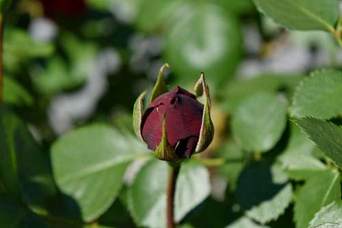 reddish reddish leaf leaves nature flower flora outdoors summer garden kb