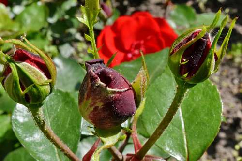 hip-hop rose hip flower flora leaf nature outdoors summer garden