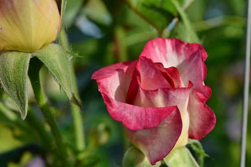 rose petal garden flower leaf summer bud plant flora nature kb