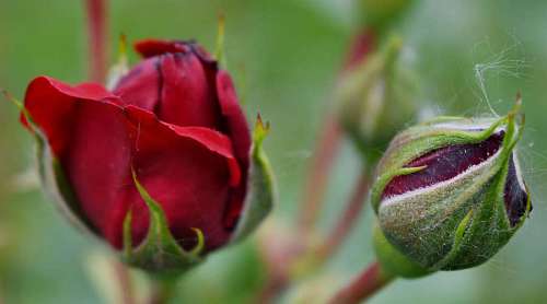 reddish roses rose bud plant flower flora reddish nature leaf garden 