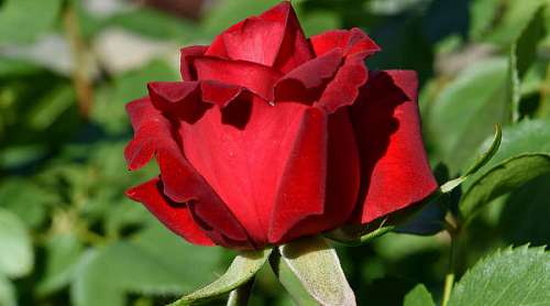 reddish shrub reddish blossom roses flower garden petal bud plant nature rose
