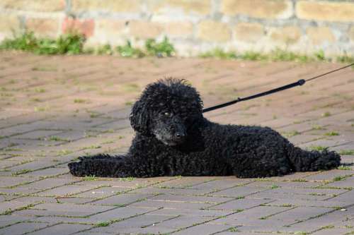 side grass canine outdoors animal dog daylight portrait nature