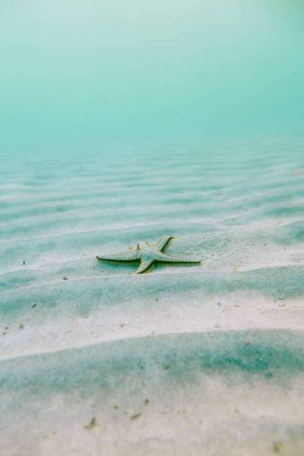 sunshine Starfish