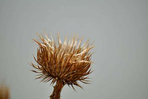 sharp-angles still sharp plant nature flower flora outdoors leaf wild