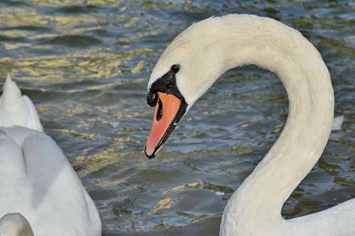 swan beak bird water feather river nature aquatic waterfowl lake  swans birds
