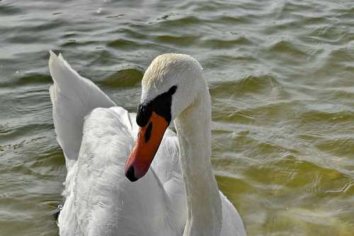 swan bird water nature duck aquatic outdoors lake waterfowl wildlife grass farm animal birds kb 