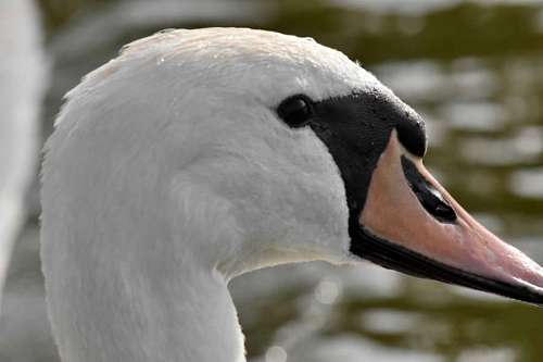 pluma de cisne borroso aves acuáticas vida silvestre pájaro acuático al aire libre naturaleza agua