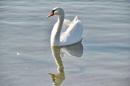 swan reflection neck feather water wildlife grace bird aquatic waterfowl