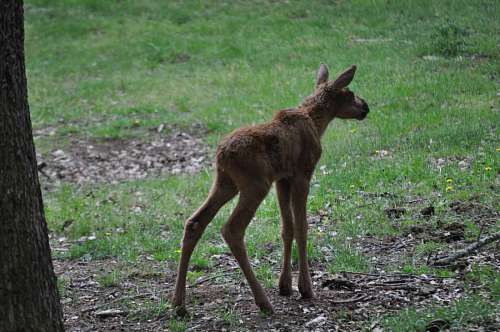 wilderness deer wildlife grass animal fur wild nature wood park