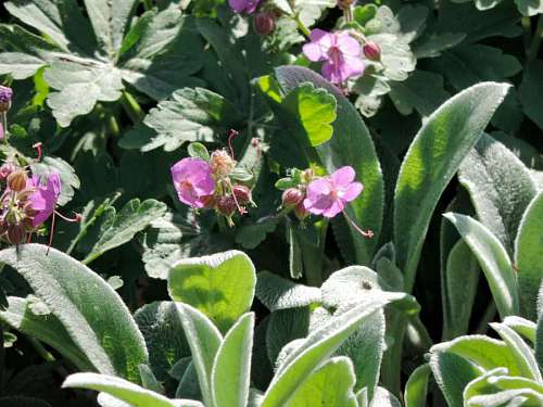 wildflower wildflower blossom leaf plant flower flora shrub nature summer garden kb