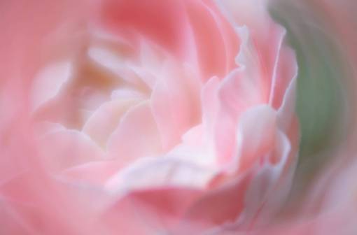 floral Fondo de flor abstracta macro planta floral cerrar