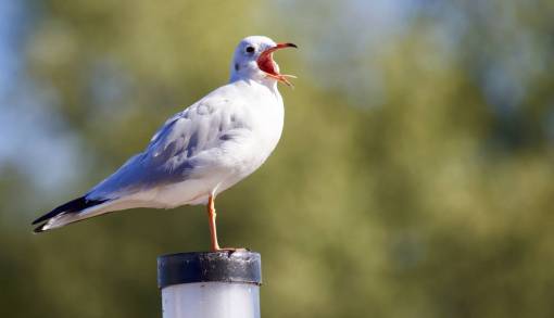 animal  bird  seagull  white  eye  trees  sky
