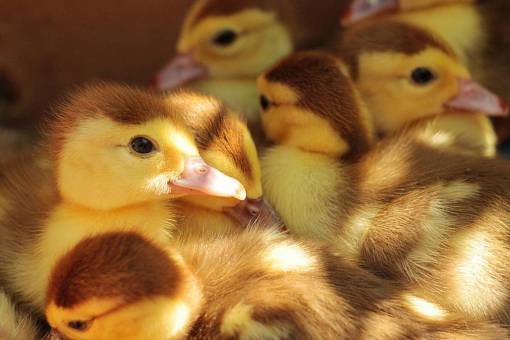 duck animals  ducks  ducklings  skein  group  adorable  cute