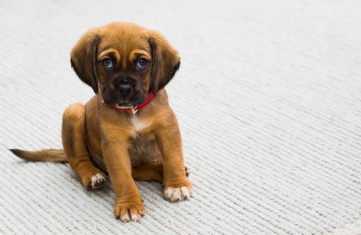 animals  puppy  dogs  adorable  cute  fluffy  eyes