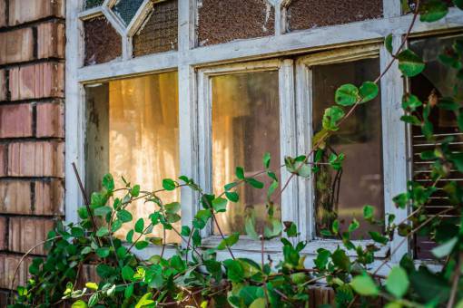shield architecture  house  window  shield  green  plants  outside
