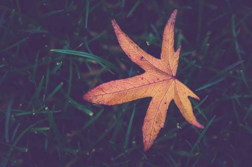 maple autumn  leaf  grass  green  ornage  alone  fall