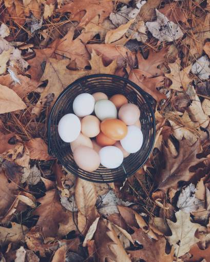 huevo canasta huevos pascua al aire libre hoja otoño otoño