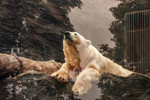 carnivores bear  white  rock  carnivore  arctic  cold  snow