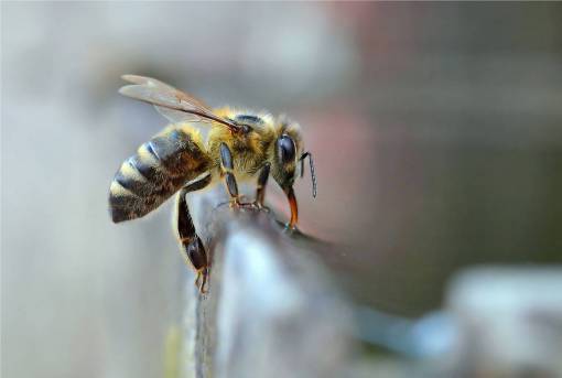 alas abeja insecto macro cerrar naturaleza bebiendo alas