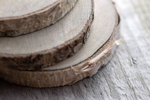 lumber birch  wood  slices  lumber  trees  close up  macro