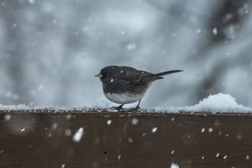 animales nieve pájaro animal madera nieve invierno hielo desenfoque