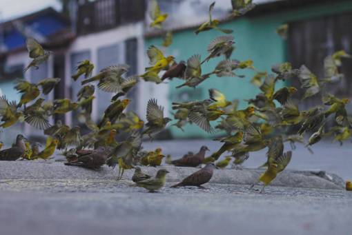mosca pájaro pico pluma animal mosca camino