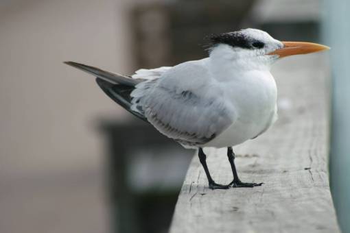 bird  wildlife  animal  nature  feathers  wings  habitat