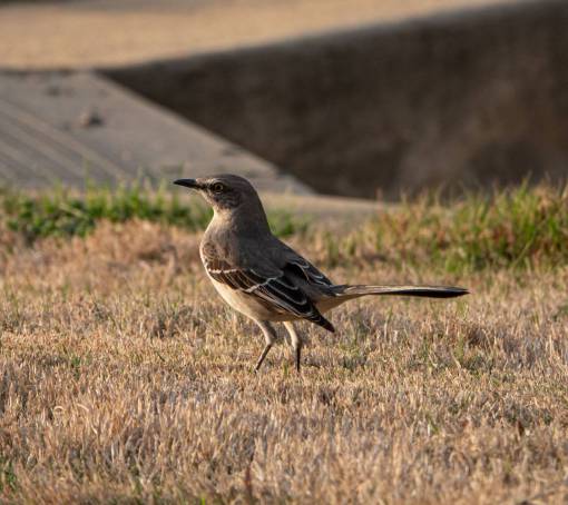 pájaro fauna animal naturaleza plumas alas hábitat