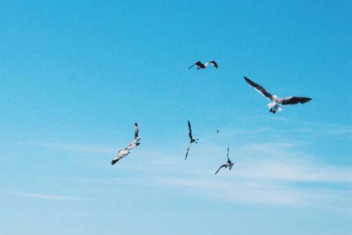 procesador pájaros volando animales cielo azul sol verano