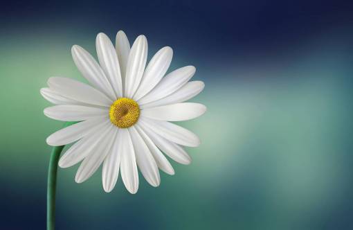 stem-cell bloom  blossom  close-up  daisy  flora  flower  plant