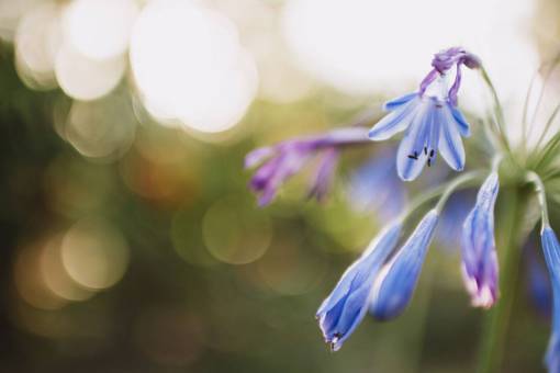 10 pétalo azul flor planta bokeh