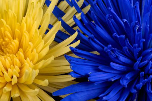 floral Flores amarillas azules macro cerrar jardín fresco