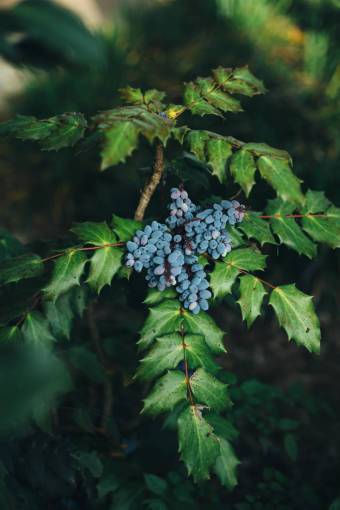 cultivo arándano fruta comida postre árbol planta cultivos