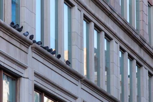led building  exterior  architecture  ledge  birds  facade  windows