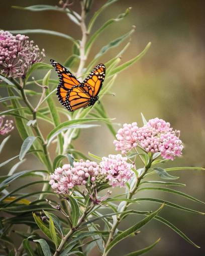 volador Mariposa cerrar jardín de insectos bug detalle de verano