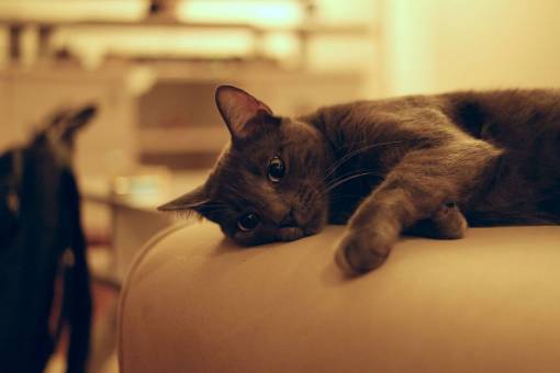 pictures-of-unicorn-stuffed-toysyy cat  animal  kitten  cute  eyes  whiskers
