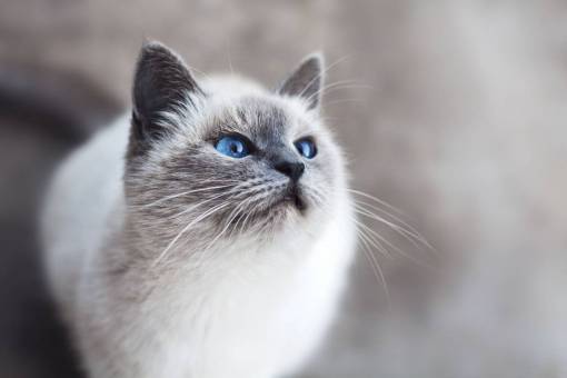 ojos azules gato animal gatito lindo ojos bigotes azul